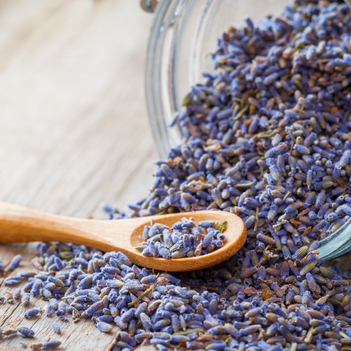 dry lavender buds spilling out of a aglass jar.