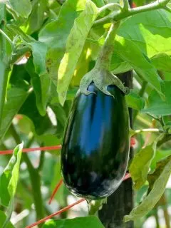 Ripe eggplant ready to harvest.