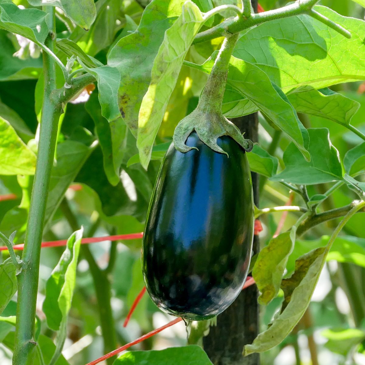 Beautiful ripe eggplant on the vine, ready to harvest.
