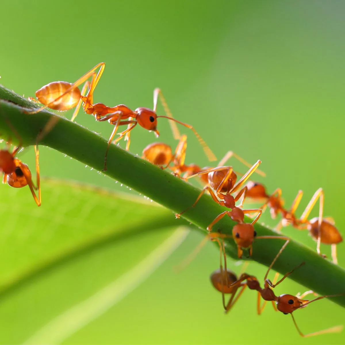Fire ants on a plant stem.