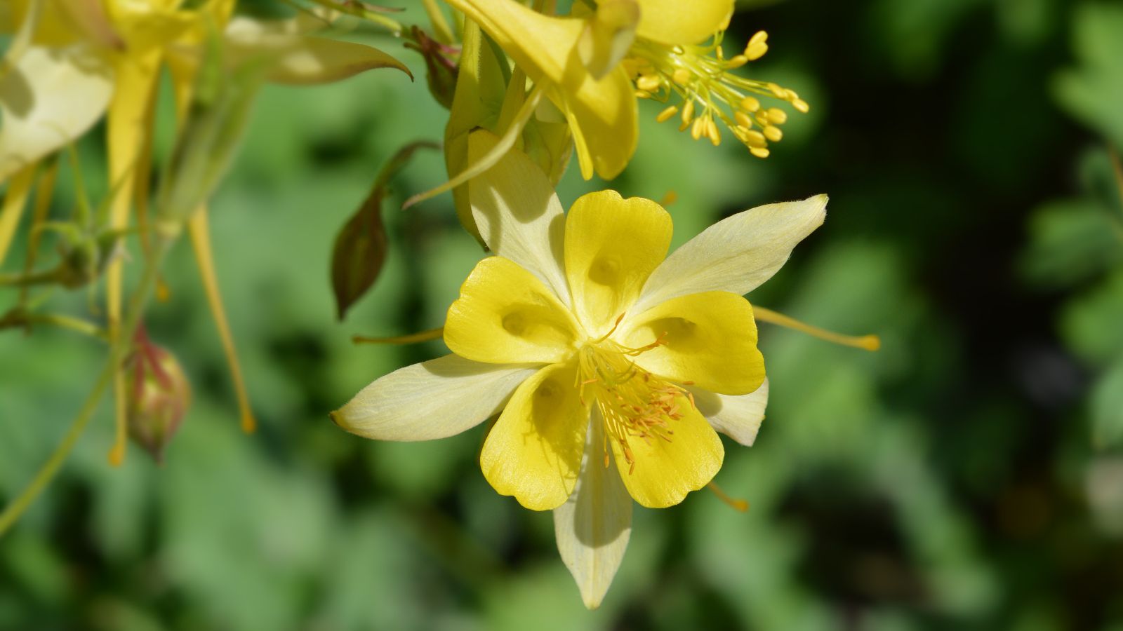 Golden columbine flowers.