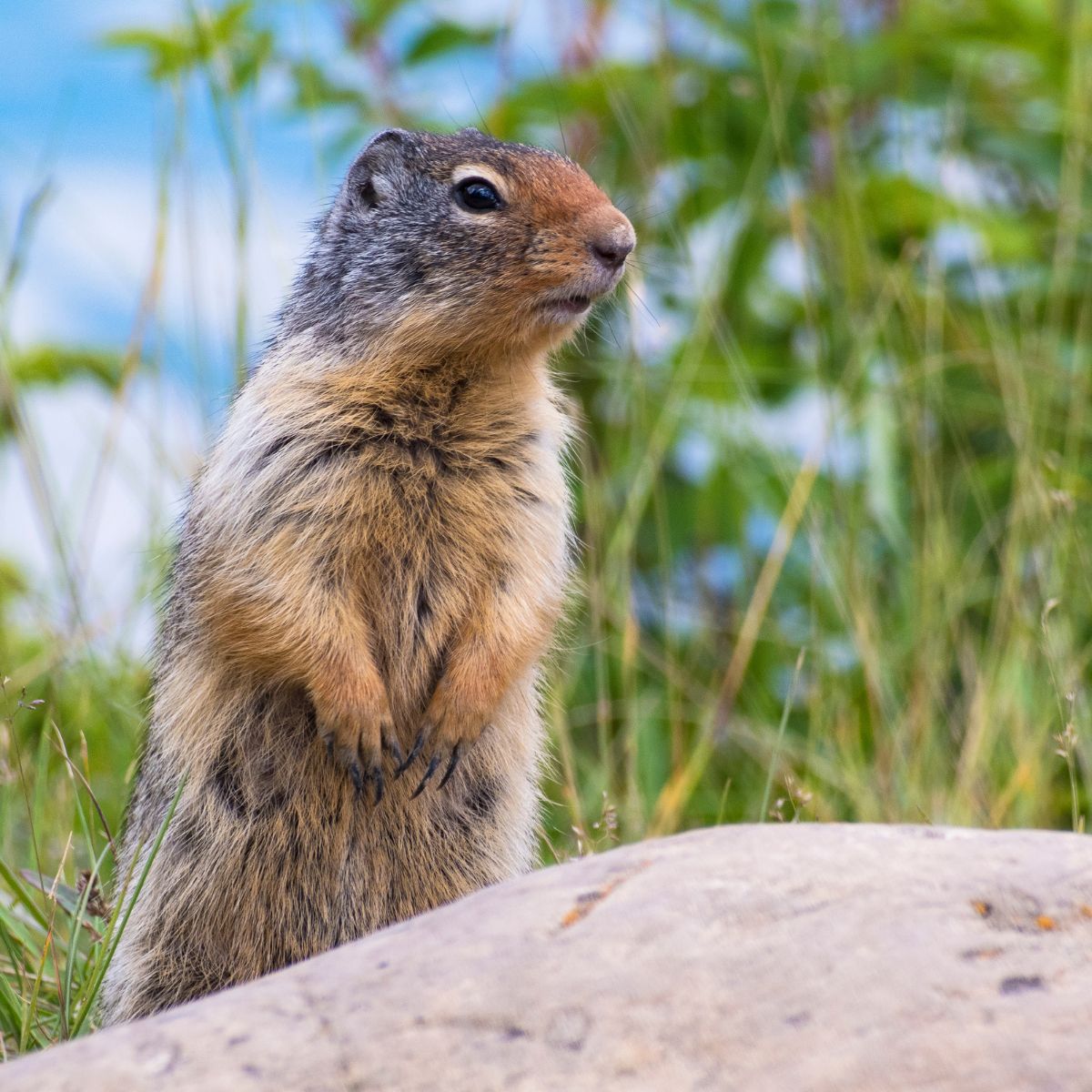 Gopher standing behind a large rock.