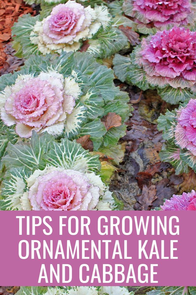 Tips For Growing Ornamental Kale And Cabbage