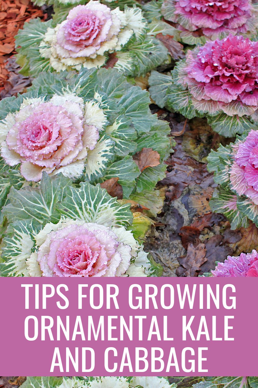 Tips for growing ornamental kale and cabbage.
