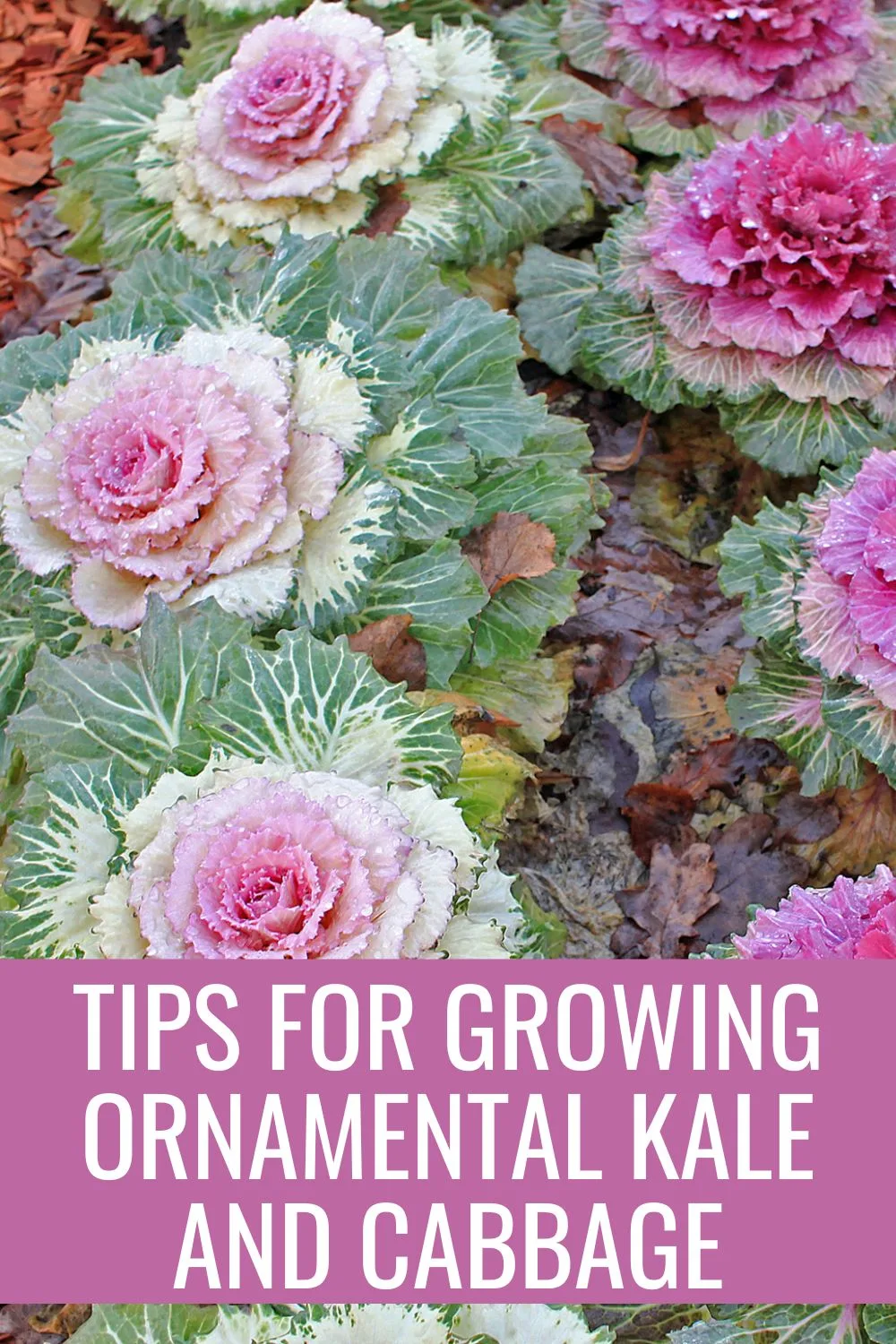 Tips for growing ornamental kale and cabbage.