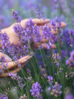 A woman's hands between lavender flowers.