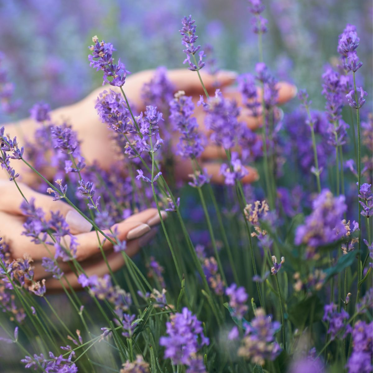 A woman's hands in lavender flowers.