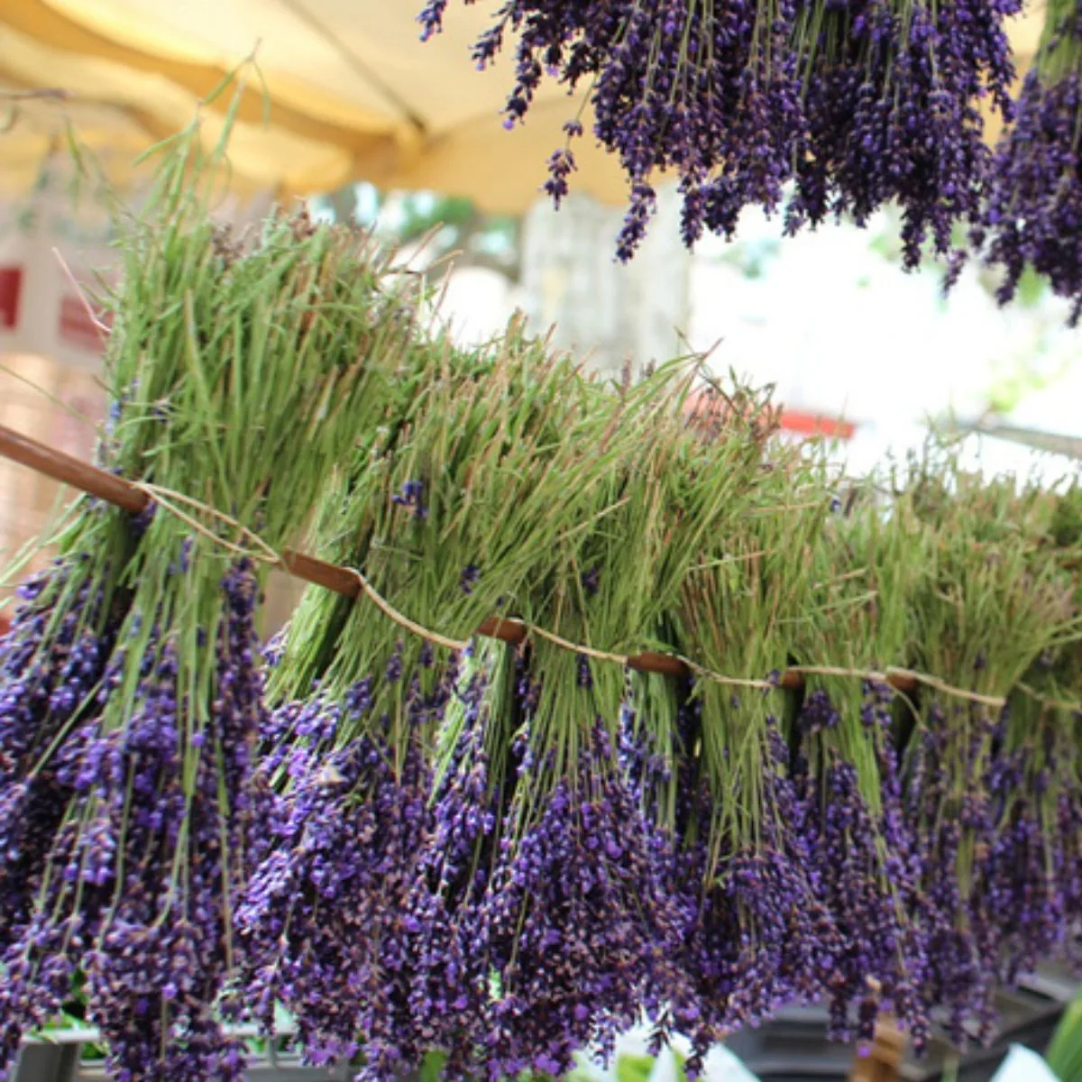 Hanging lavender bundles.