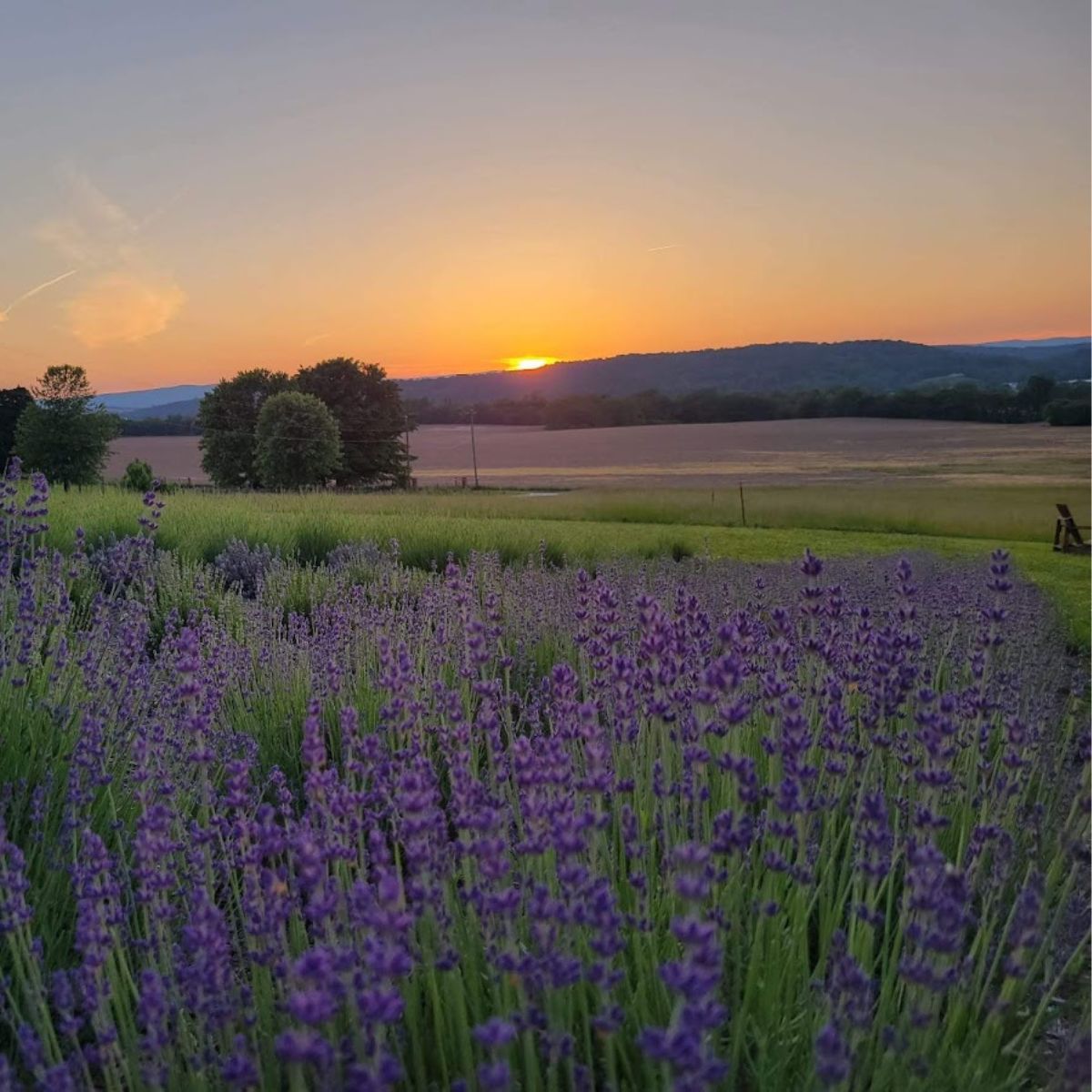 Beautiful sunset behind a field of hidcote lavender.