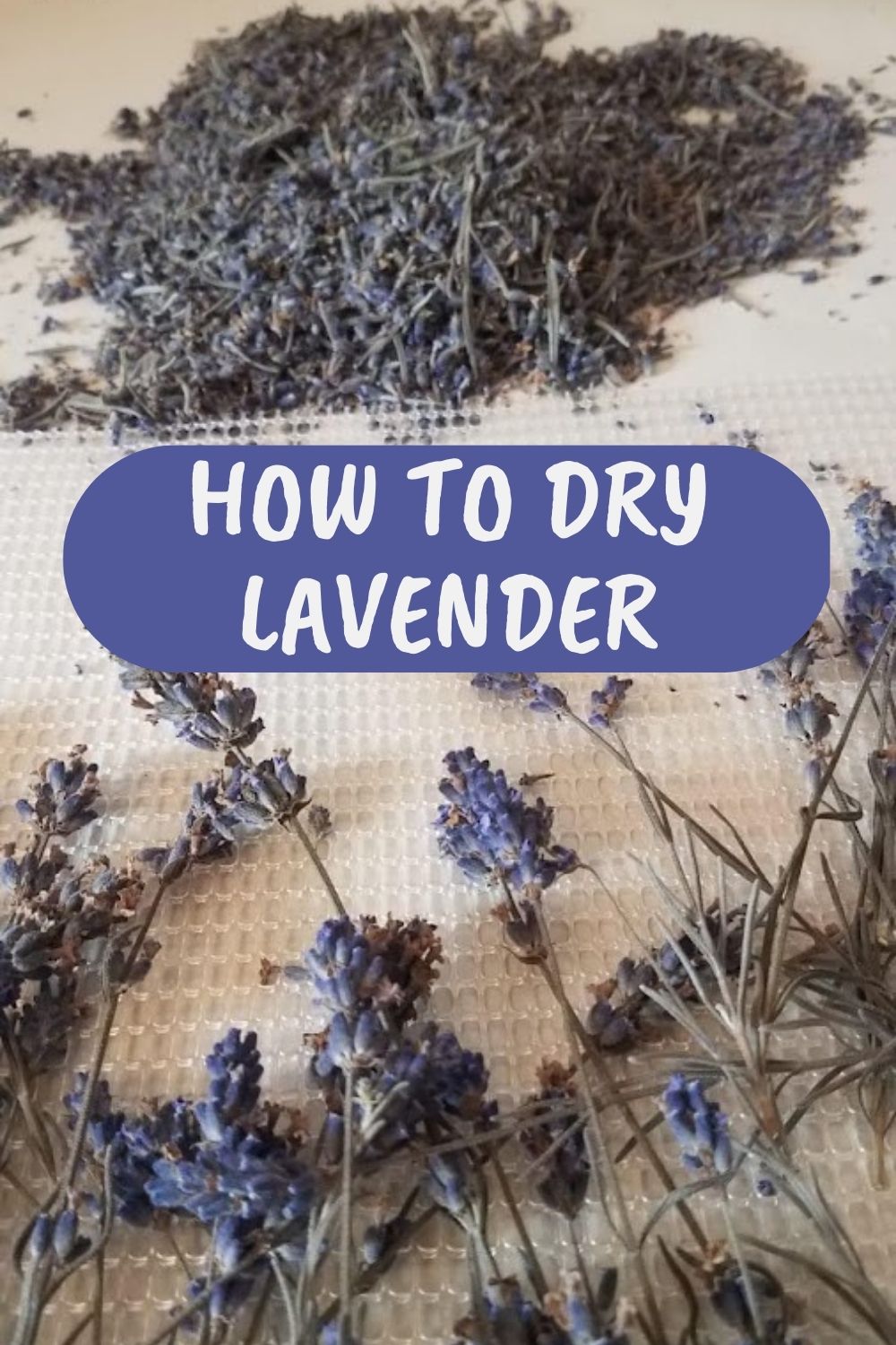 How to dry lavender.