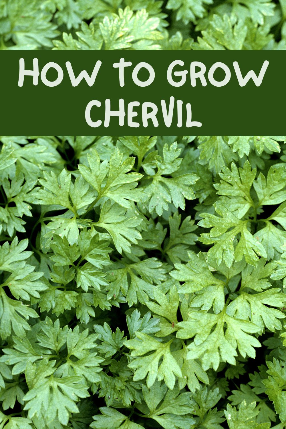 How to grow chervil.