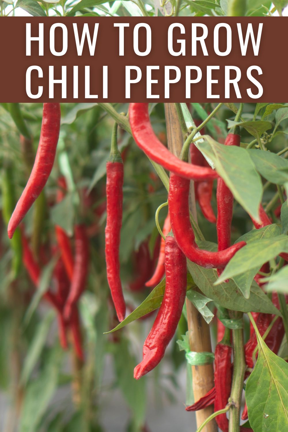  How to grow chili peppers.
