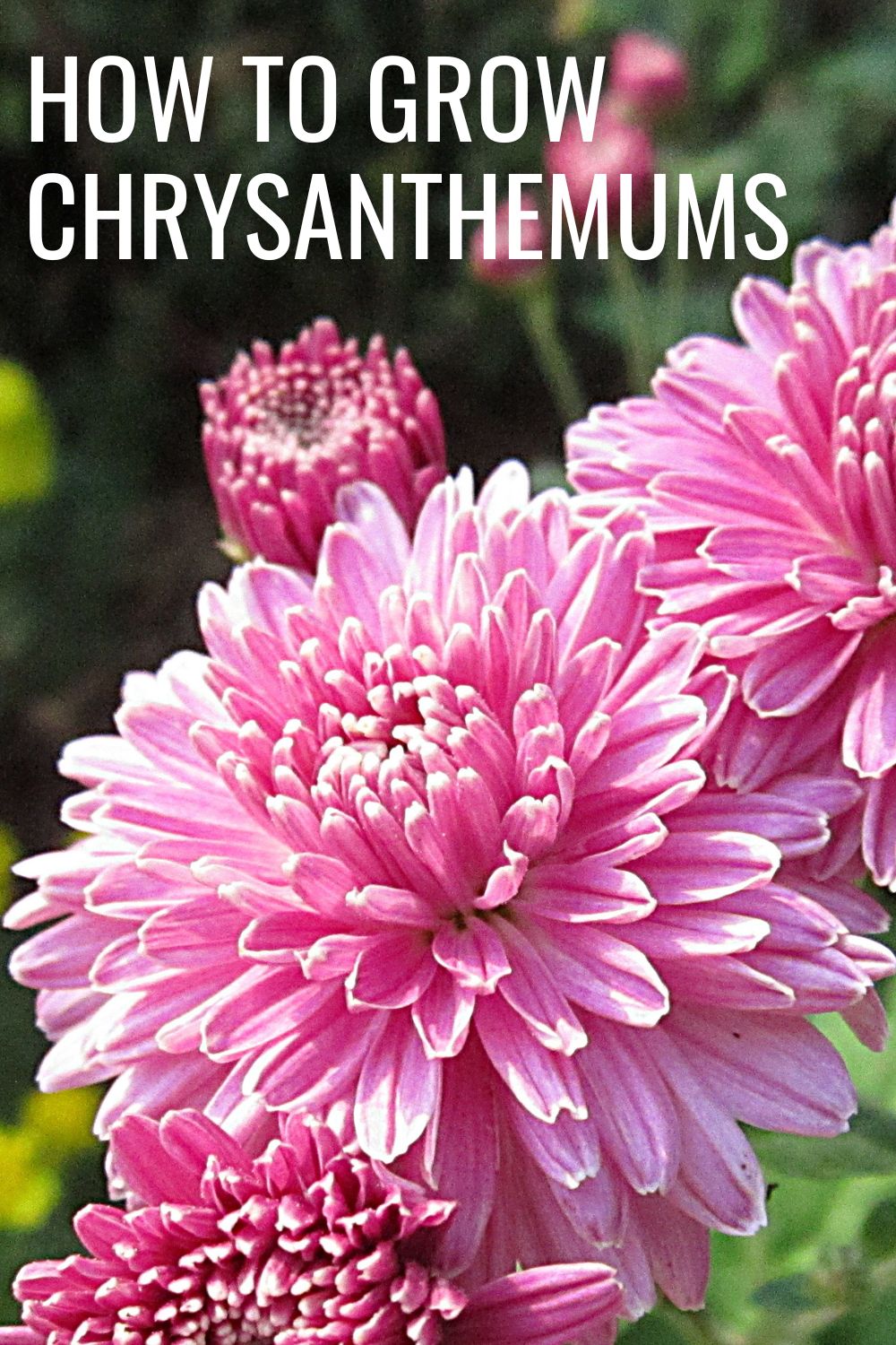 How to grow chrysanthemums.