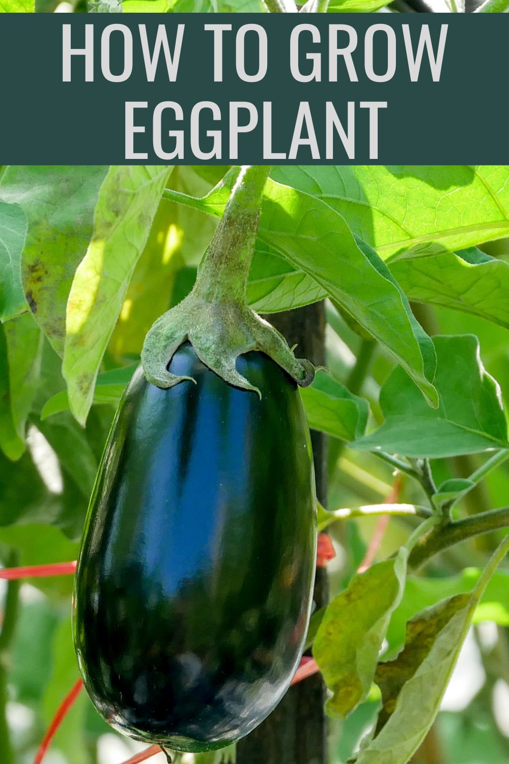 How to grow eggplant.