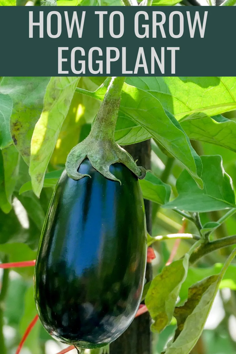 How to grow eggplant. 