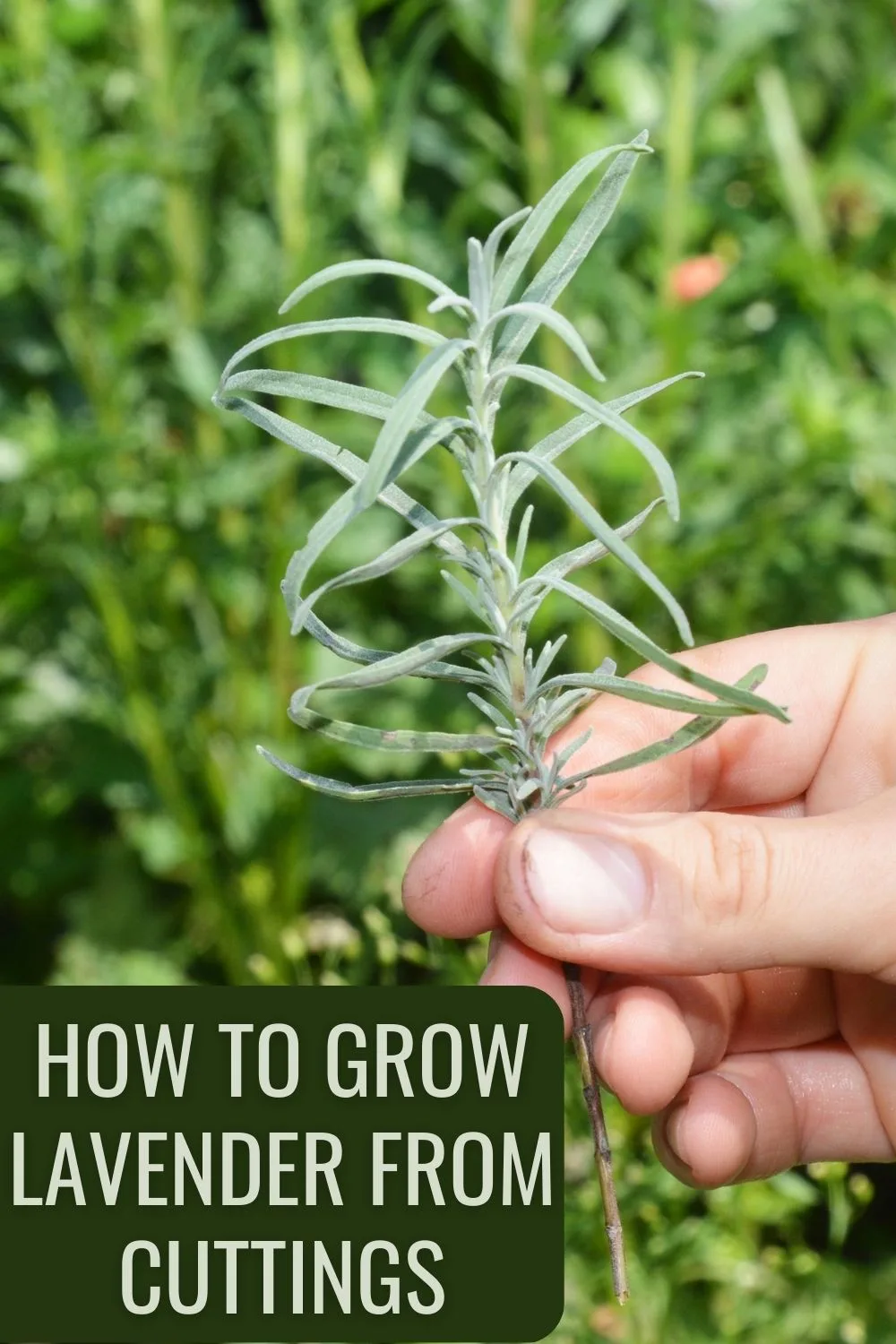 How to propagate lavender from cuttings.