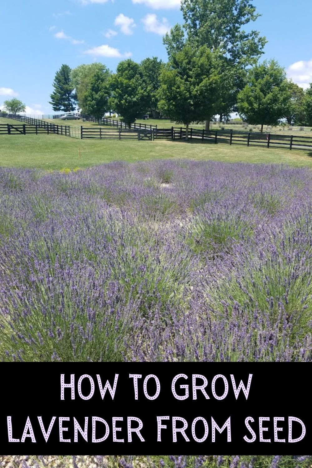 How to grow lavender from seed.