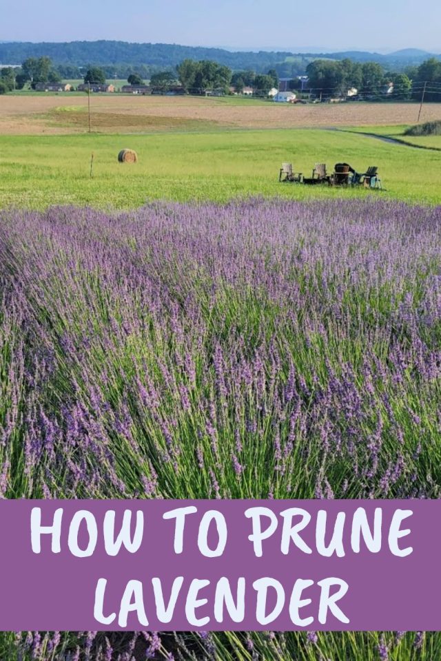 How To Prune Lavender Tips For Healthy And Attractive Growth