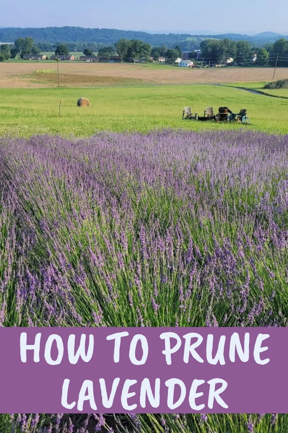 How to prune lavender.