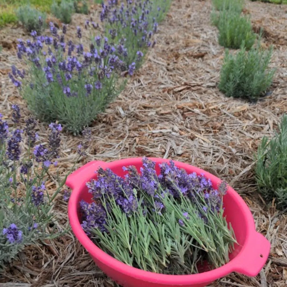 a red basket with freshly harvested lavender.