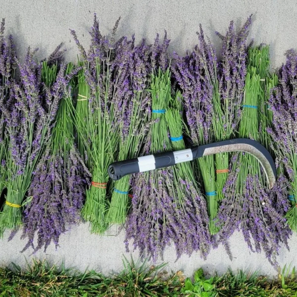Lavender bundles laying on the sidewalk.
