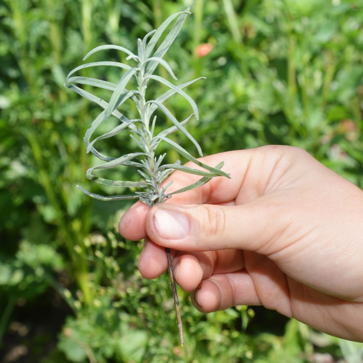 A hand holding a freshly taken lavender cutting.