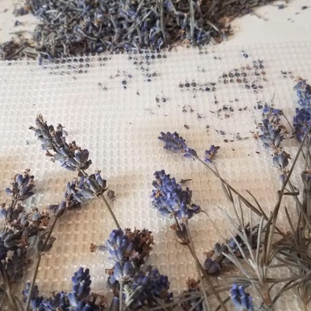 lavender that was dried in the dehydrator.
