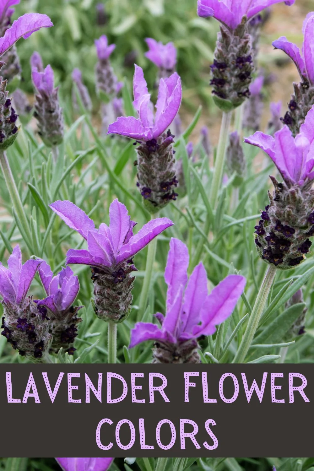 Lavender flower colors.