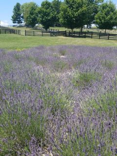 A field of lavender flowers with trees, a cattle fence and blue skies behind it.
