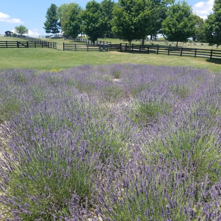 A field of lavender flowers with trees, a cattle fence and blue skies behind it.