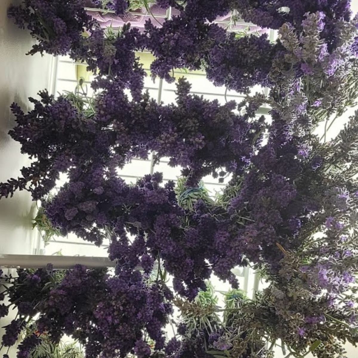 Lavender hanging to dry.