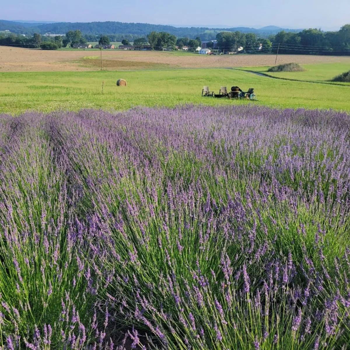 Lavender growing at the top of a rolling hill