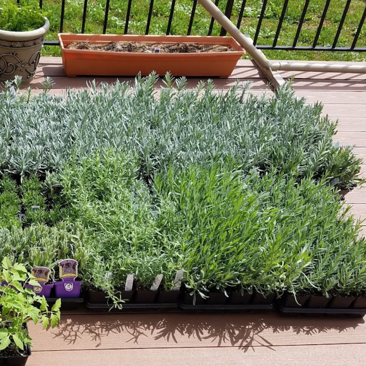 Lavender plants in flats on my porch, waiting to be planted. 