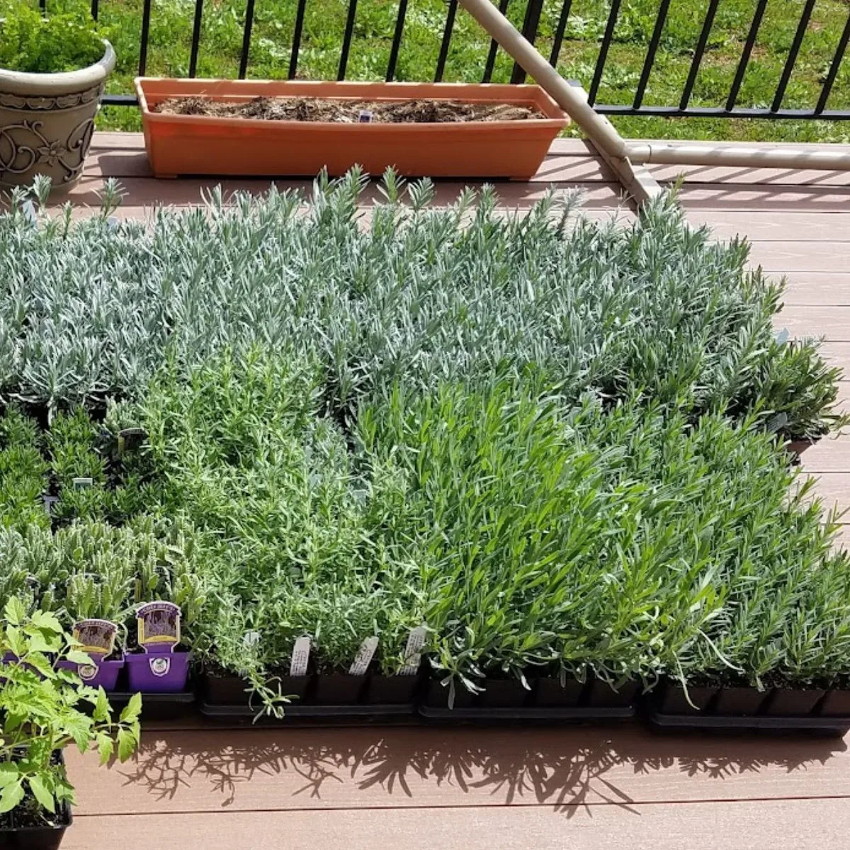 Lavender plants in flats on my porch, waiting to be planted.