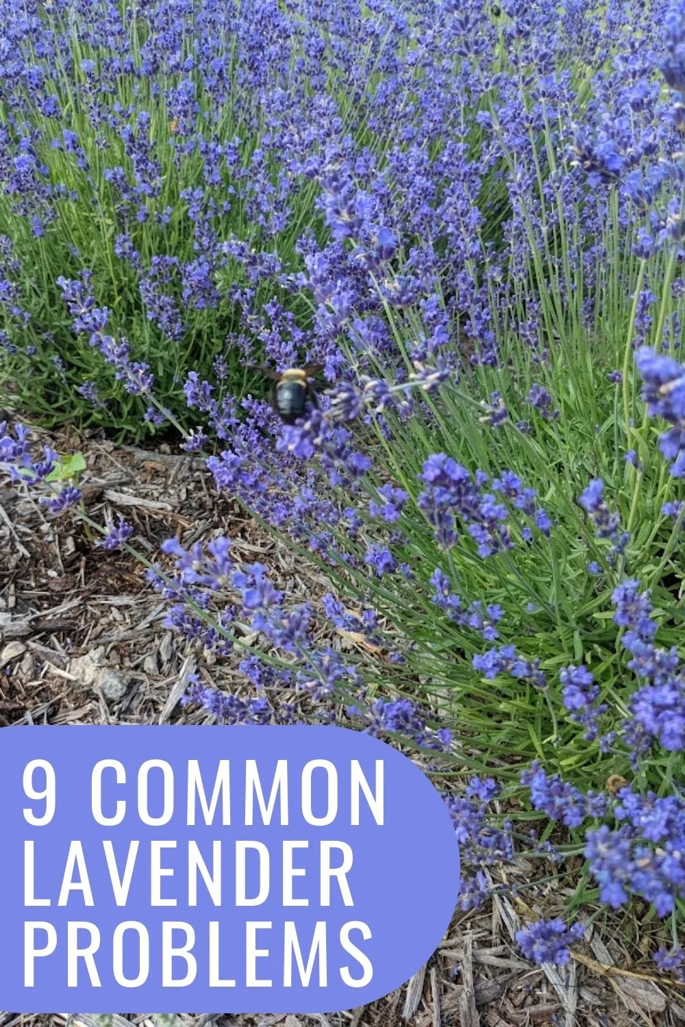 9 common lavender problems.