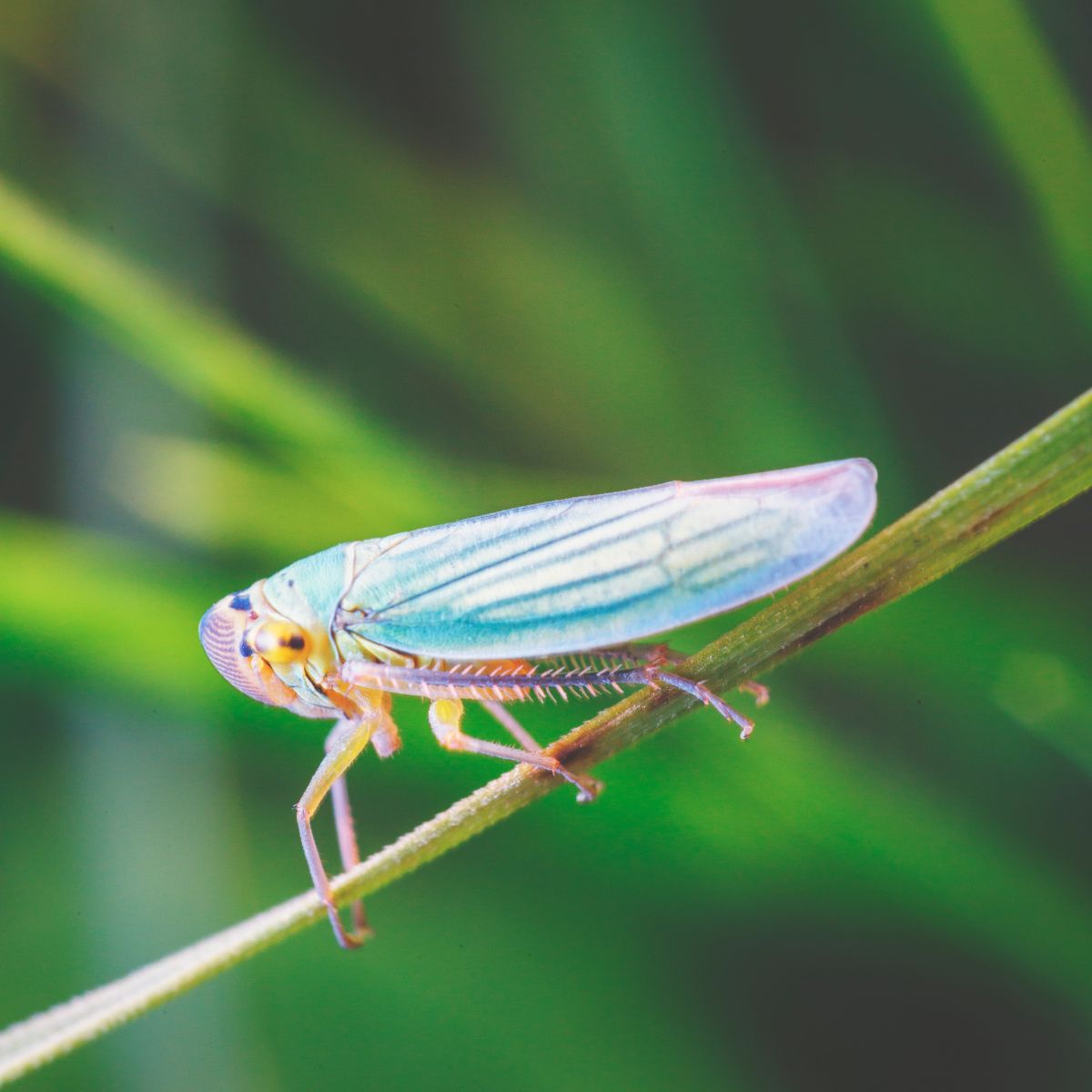 a leafhopper on a plant stem.