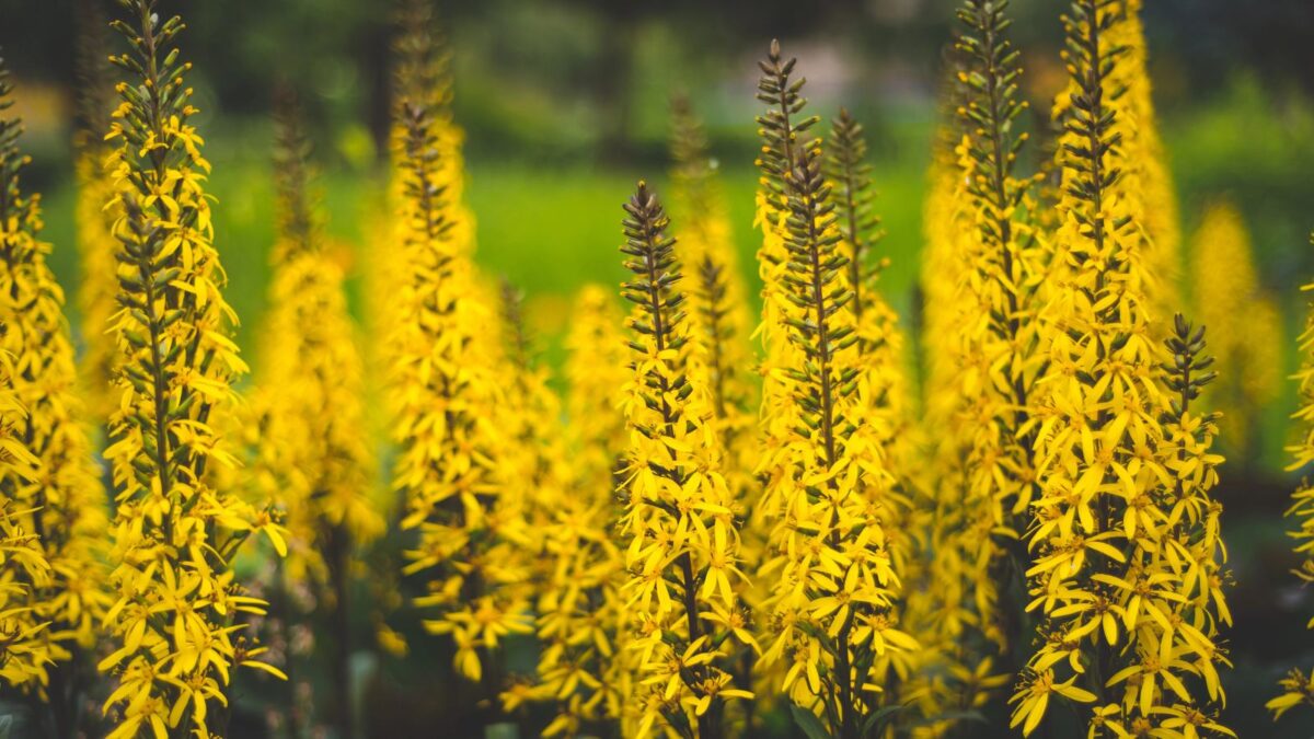 Yellow leopard plant (ligularia) flowers.
