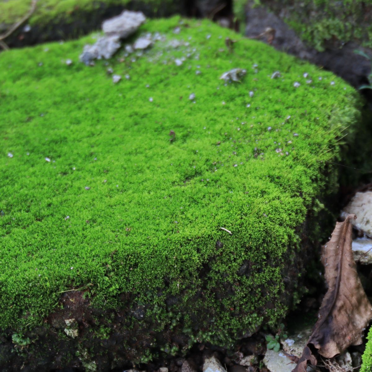 Moss covered rock. 