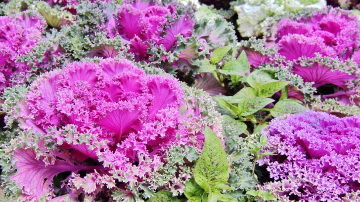 Tips For Growing Ornamental Kale And Cabbage
