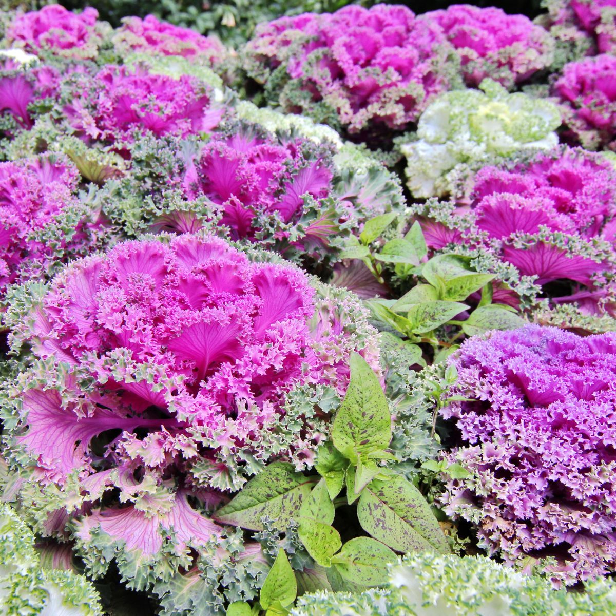 Ornamental kale.