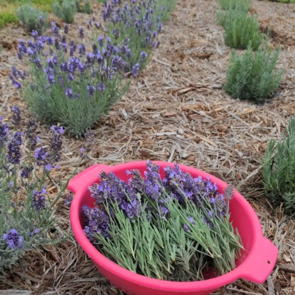 a basket with freshly pinched lavender flowers.