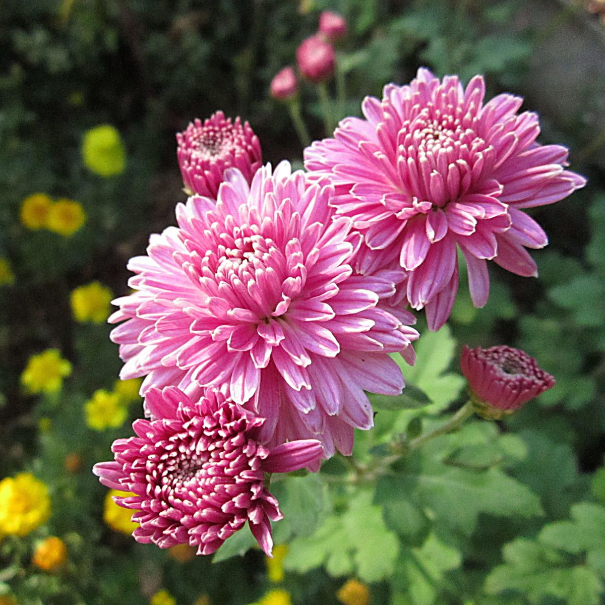 A close-up of pink chrysanthemums with some yellow ones in the background. 