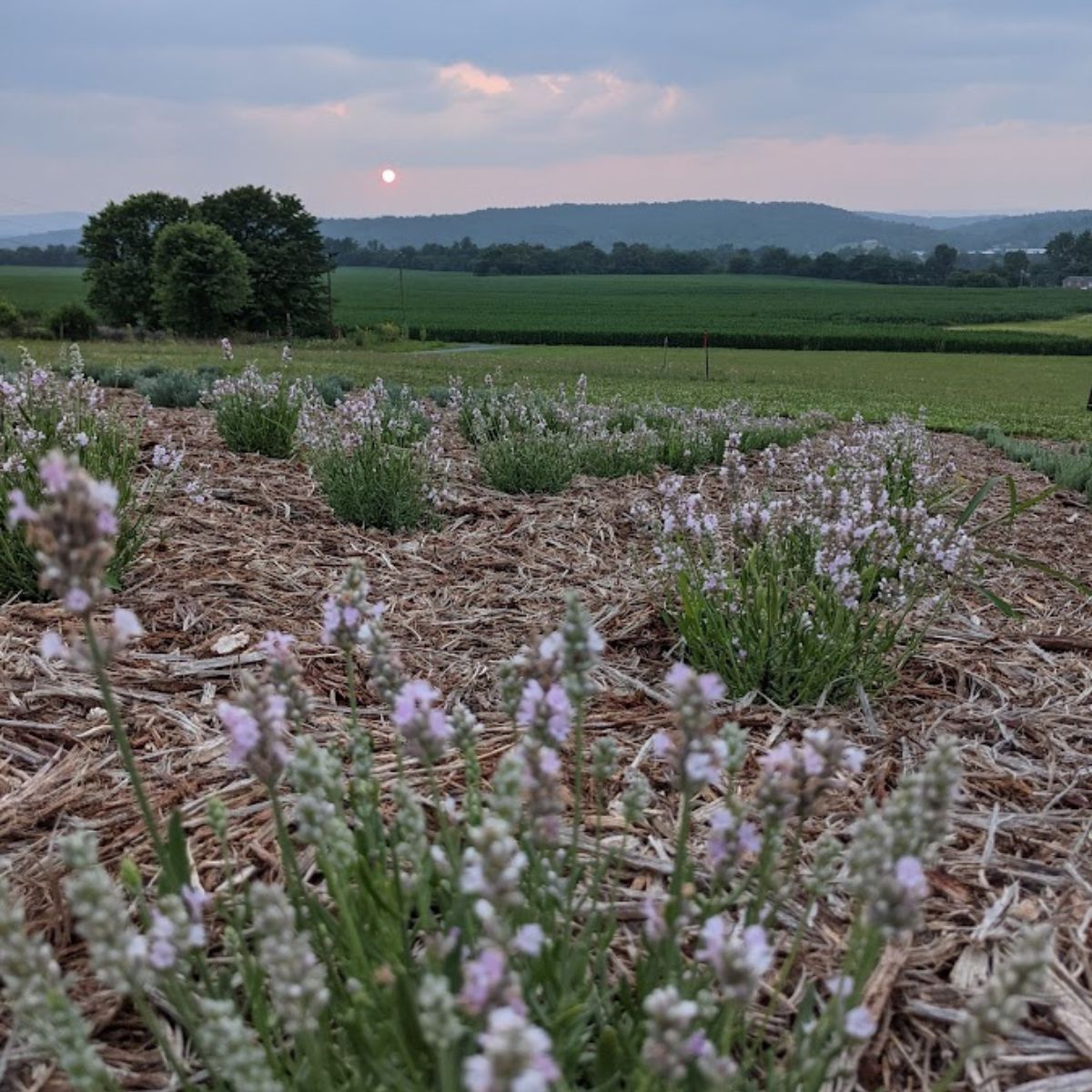 My new pink lavenders blooming.