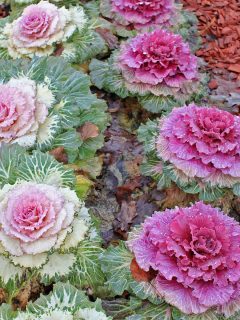 Ornamental kale in shades of pink.