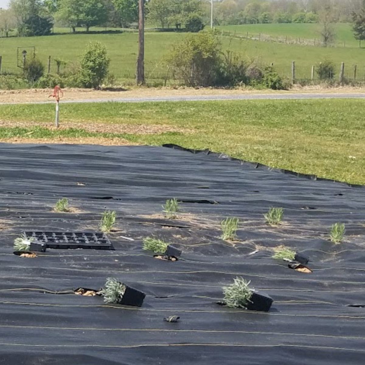 Planting lavender in our front yard.