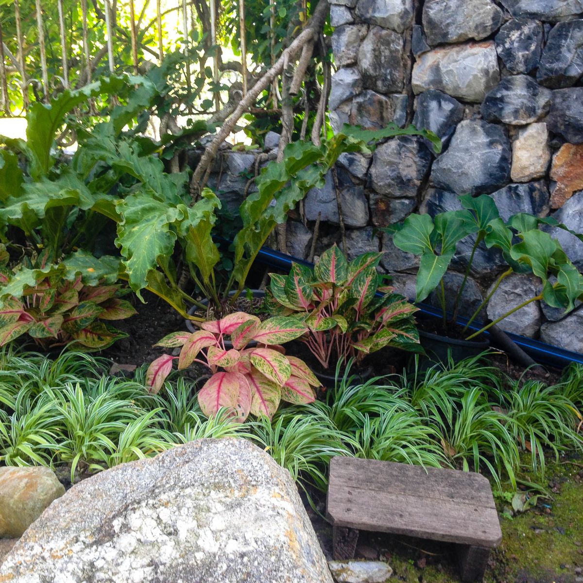 Leafy plants in front of a rock wall.