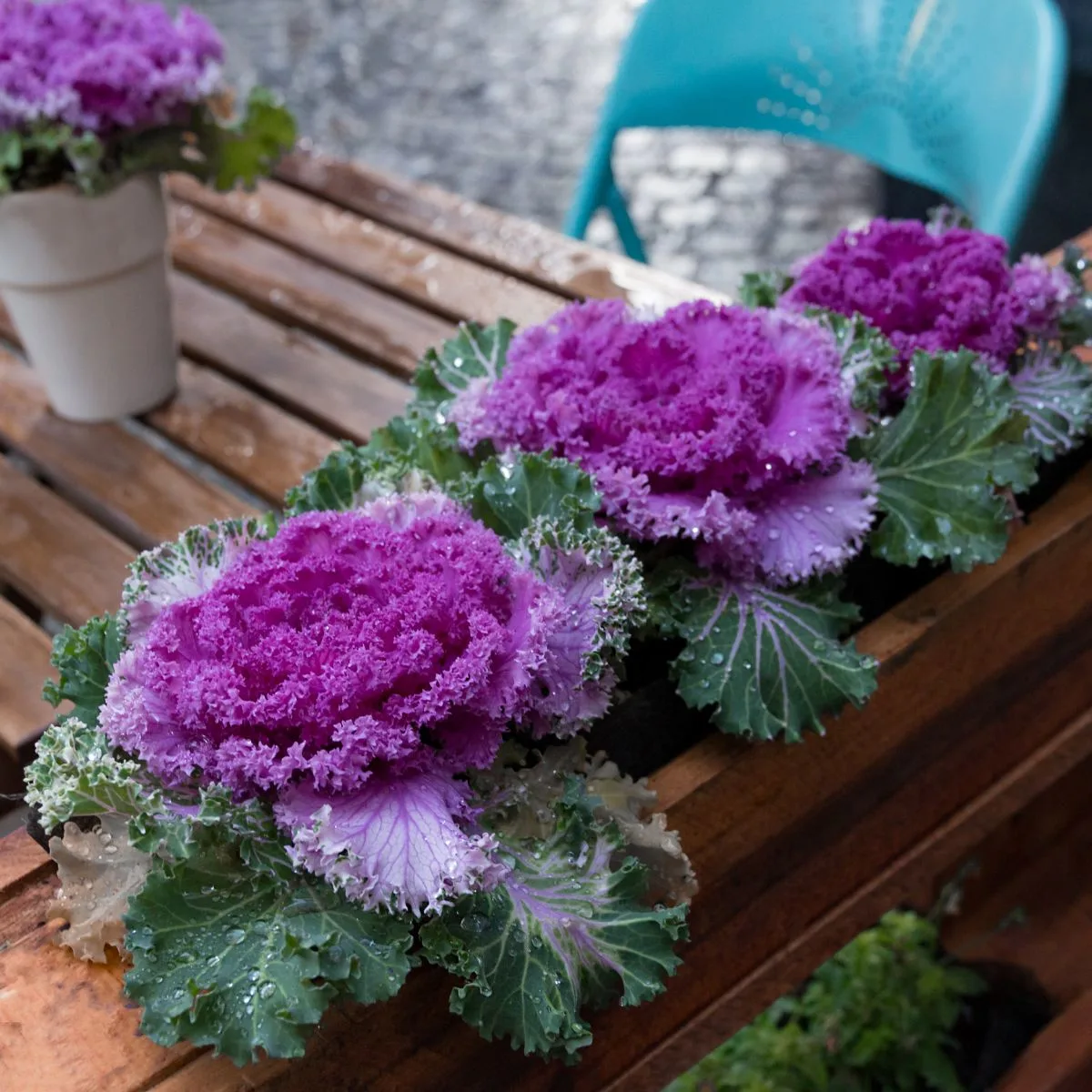 Potted ornamental kale.