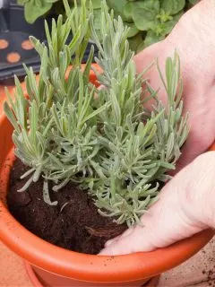 potting a lavender plant.