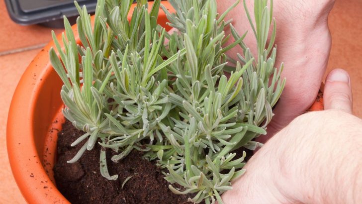 The Best Potting Soil for Lavender for Healthy Summer Blooms