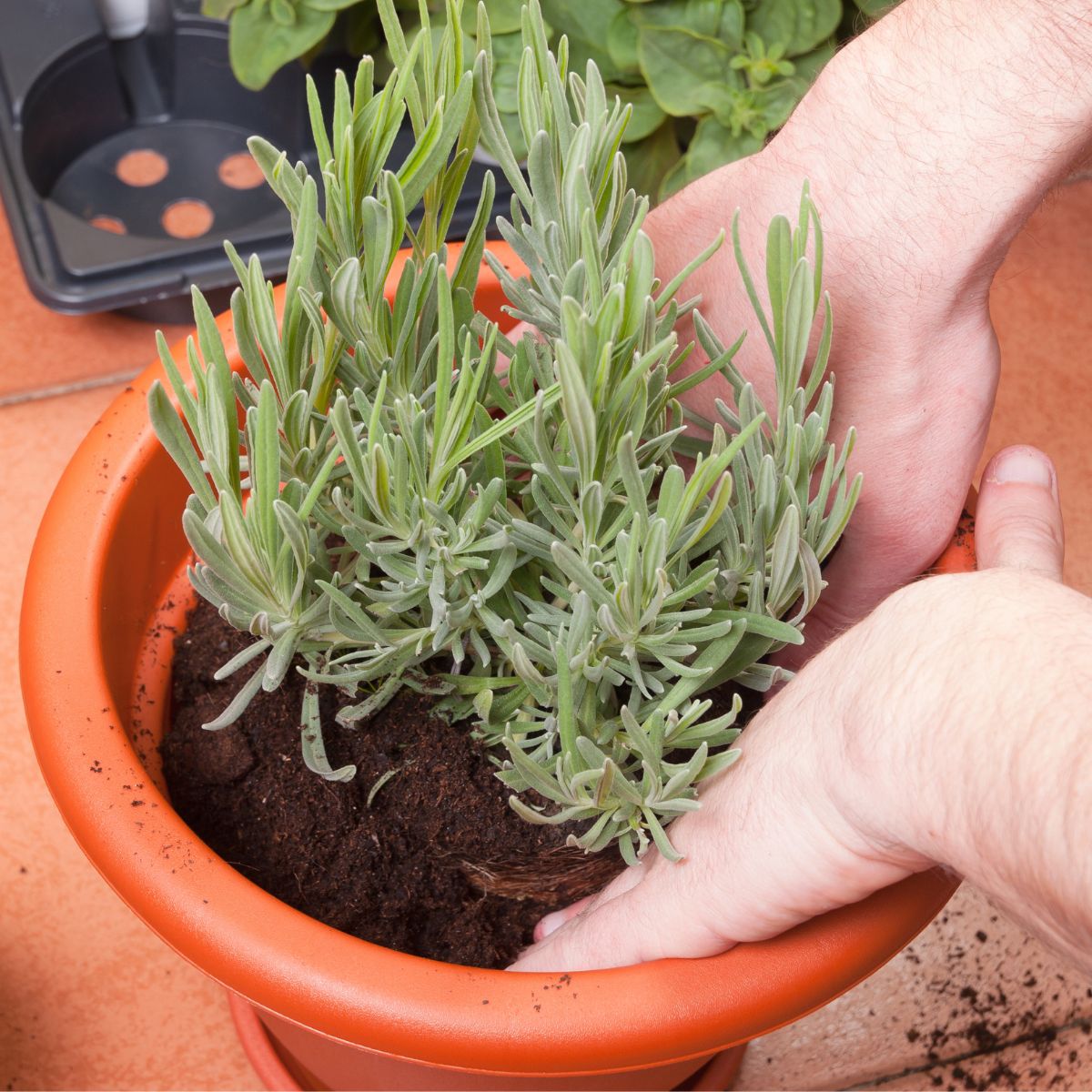 Potting a lavender plant. 